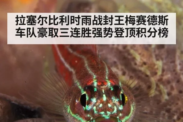 拉塞尔比利时雨战封王梅赛德斯车队豪取三连胜强势登顶积分榜